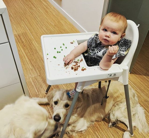Illustration de l'article : 2 Goldens Retrievers aident un enfant de 15 mois à sortir de sa chambre pour obtenir des friandises (vidéo)